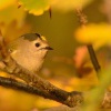 Kralicek obecny - Regulus regulus - Goldcrest 5480